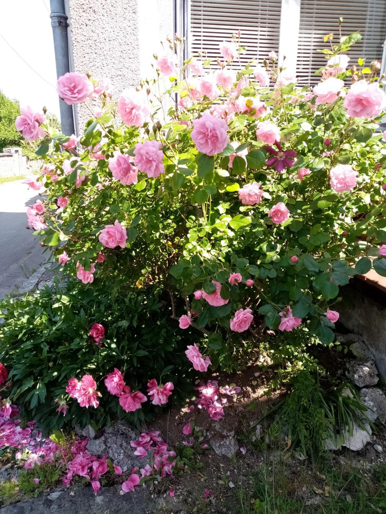 Gite Les 27 Roses Et Plus Chatel-Censoir Bagian luar foto